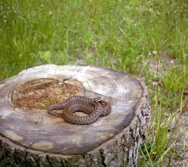 Żmija zygzakowata na pniu. Ciekawostki o jej kamuflażu i życiu w naturze.