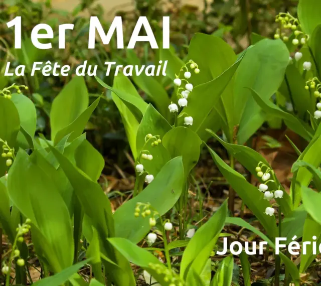 Muguet en fleurs, symbole de la tradition du 1er mai, la Fête du Travail. Jour férié.