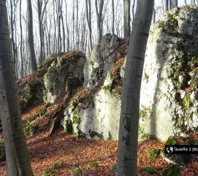 Jurajskie skały porośnięte mchem w lesie, pokrytym opadłymi liśćmi.
