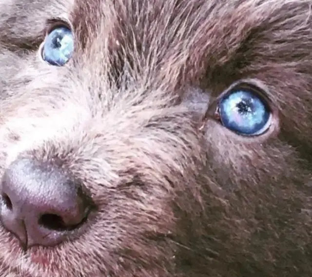 Oczy szczeniaka rasy blue bay shepherd lśnią jak dwa błękitne jeziora.