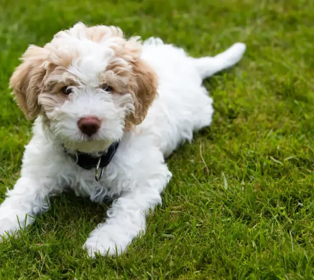 Uroczy szczeniak lagotto romagnolo leży na trawie. Zastanawiasz się nad lagotto romagnolo cena?