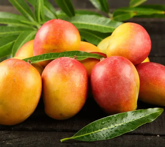 Kusza dojrzałych mango, gdzie rosną mango, na ciemnym drewnianym tle, otoczona zielonymi liśćmi.