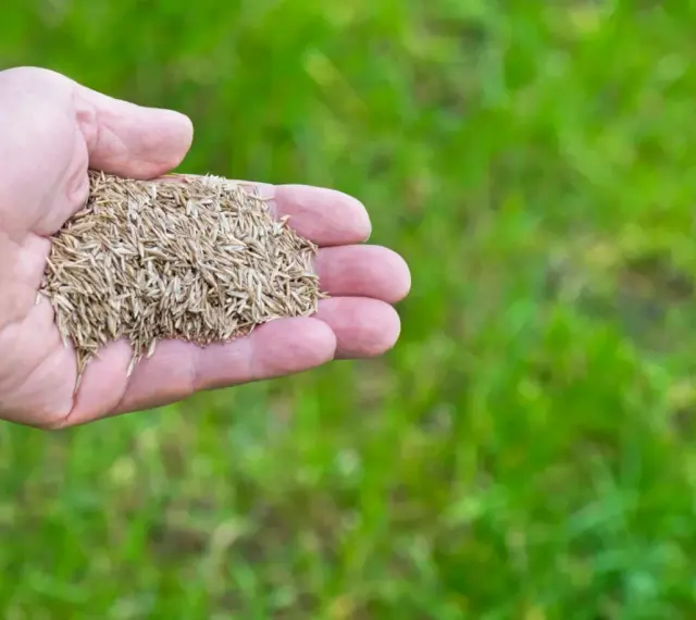 Dłoń trzyma nasiona do dosiewania trawy. Wkrótce będzie zielono!