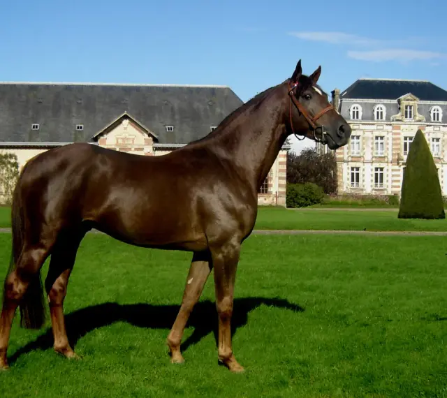 Magnifique cheval alezan, fier et élégant, se tient dans un parc verdoyant devant un château.