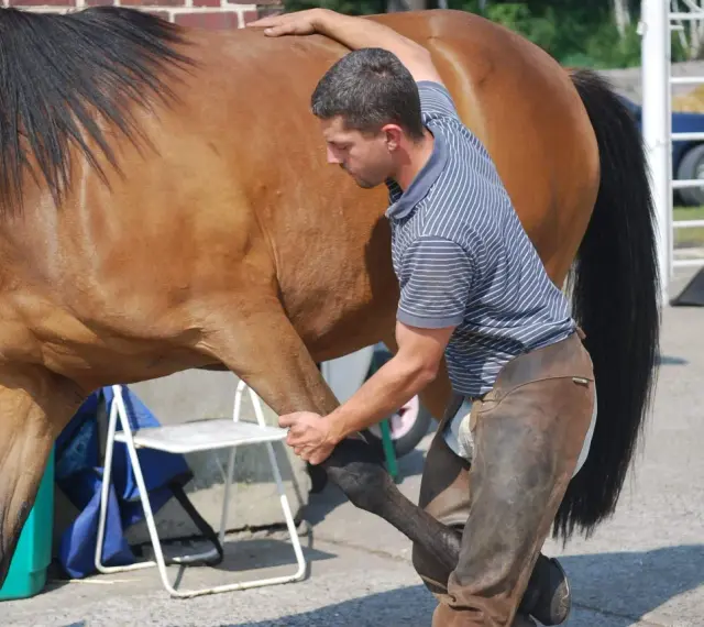 Un ostéopathe équin ajuste la patte d'un cheval brun, assurant son bien-être.