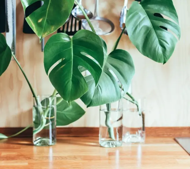 Monstera w szklanych wazonach na blacie. Liście z dziurami, gotowe do ukorzenienia. Tak łatwo rozmnożyć monsterę!