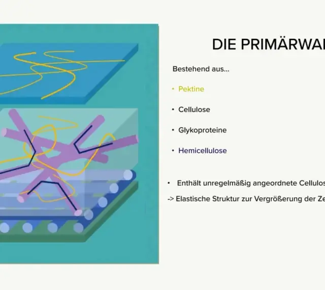 Schematische Darstellung der Primärwand mit Pektinen, Glykoproteinen, Hemicellulose und unregelmäßig angeordneten Cellulosefasern für elastische Zellvergrößerung.