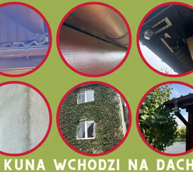 Szczegóły pokazujące, jak kuna wchodzi na dach: dachówki, rynny, kamery, ściana, pnącza, drzewa.