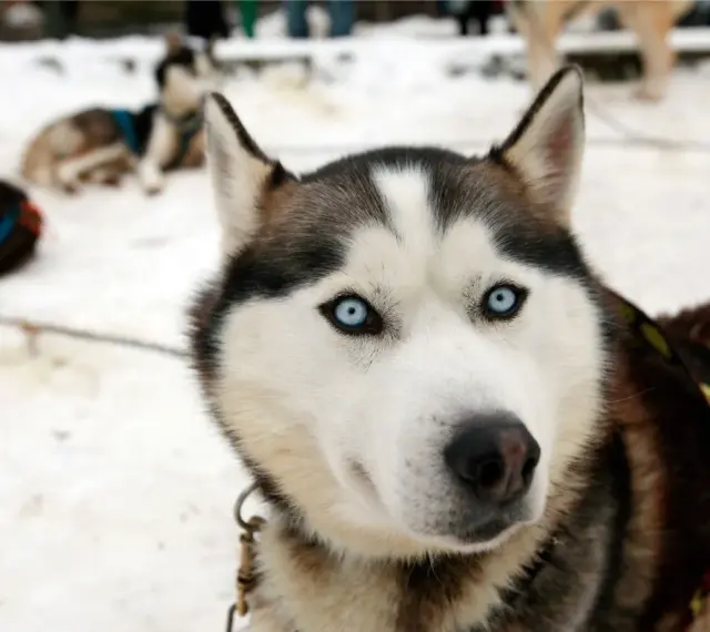 Husky z Bieszczad, gotowy na zimową przygodę. Jego niebieskie oczy błyszczą w śniegu, a futro chroni przed mrozem.