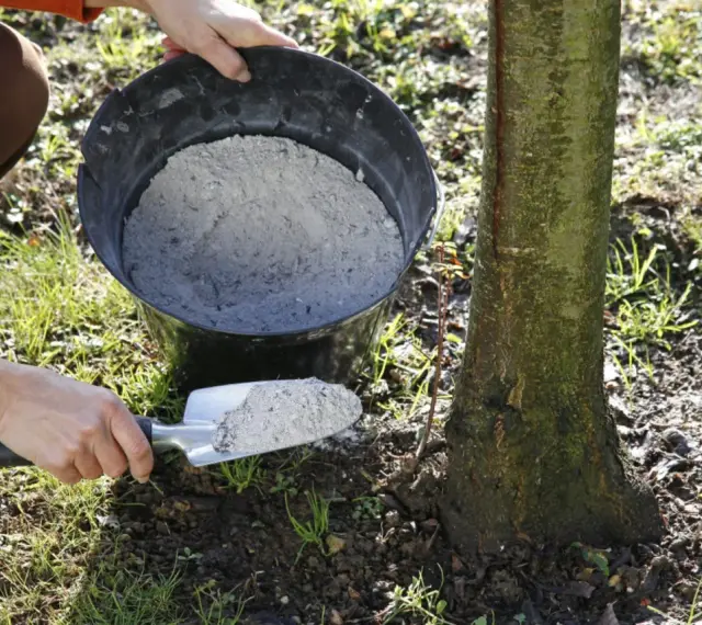 Utilisation de cendre de bois pour fertiliser le sol autour d'un jeune arbre. Une pelle est remplie de cendre provenant d'un seau.