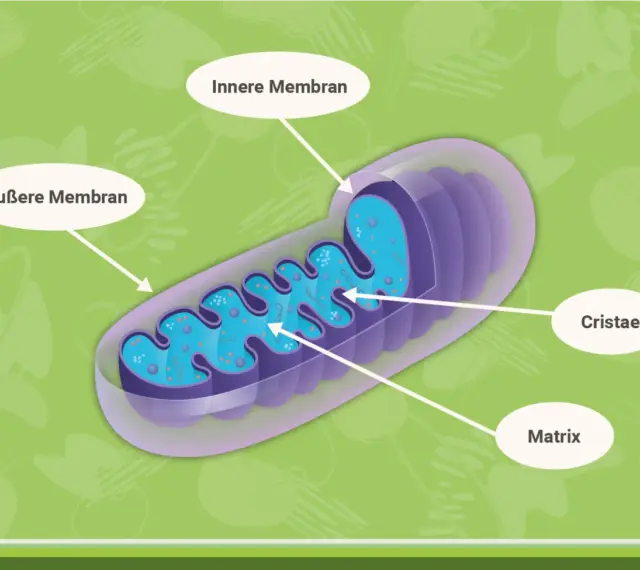 Der **Mitochondrien Aufbau**: Äußere und innere Membran, Cristae und Matrix sind klar dargestellt.