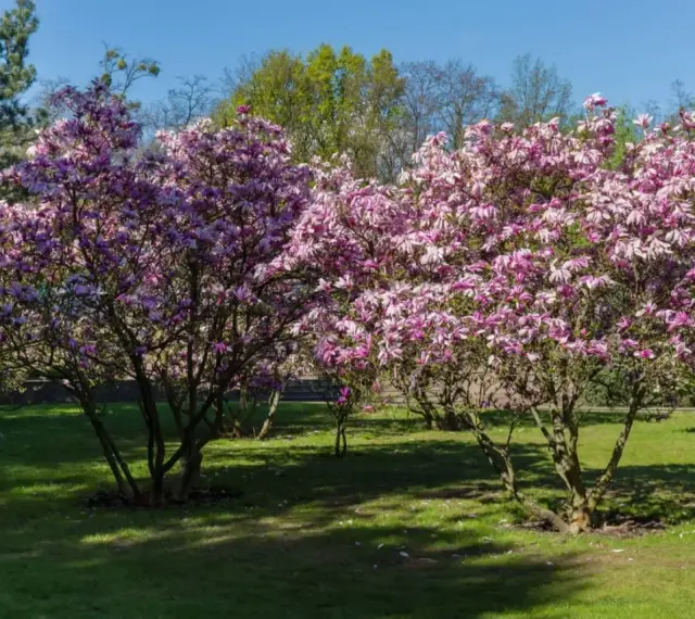 Dwie kwitnące magnolie w pełnym rozkwicie, z różowymi kwiatami. Wiosna pokazuje, jak szybko rośnie magnolia, tworząc piękny widok.