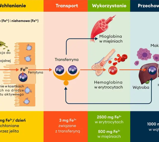 Diagram pokazuje obieg żelaza w organizmie. Nadmiar żelaza, np. 1000 mg Fe3+ w wątrobie, może być niebezpieczny.