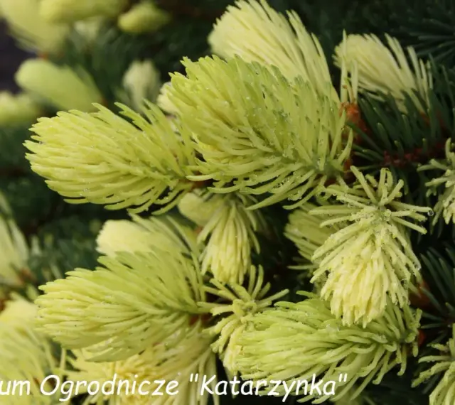 Młode przyrosty **świerku Maigold** lśnią jasnozielonym kolorem, ozdobione kroplami rosy.