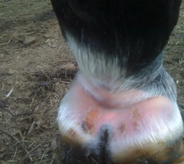 Pied du cheval avec une croute au paturon, montrant une peau irritée et des lésions.