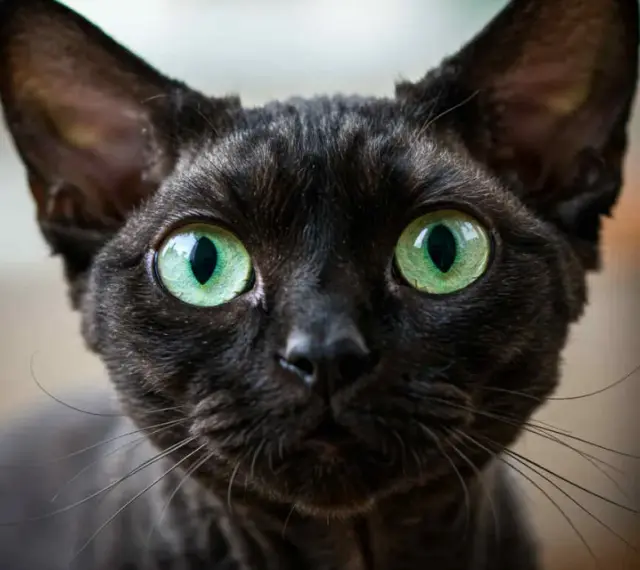 Devon Rex Wrocław - dostępne kocięta, ceny i porady dla przyszłych właścicieli