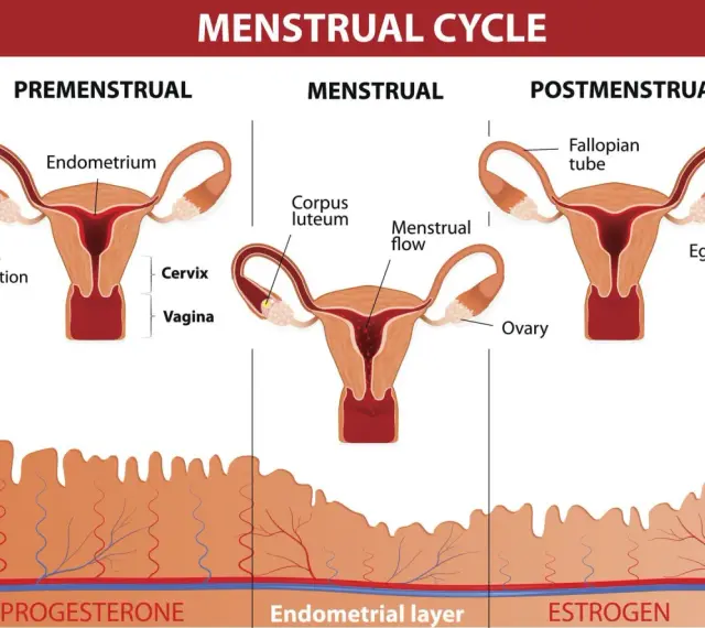 Cykl menstruacyjny: faza lutealna z ciałkiem żółtym i przygotowaniem endometrium. Hormony: progesteron i estrogen.