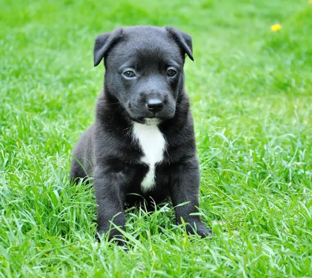 Czarny szczeniak z białą plamką na piersi siedzi na trawie. Wygląda na lekko smutnego, jakby miał puppy blues.