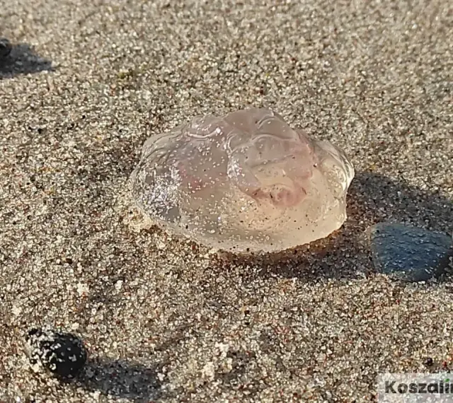 Przezroczyste meduzy na piaszczystej plaży, obok kamieni.