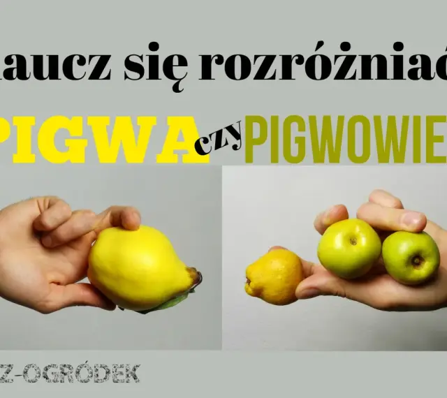 Różnica między pigwą a pigwowcem. Na zdjęciu widać dużą, żółtą pigwę w jednej dłoni i kilka mniejszych, zielonych pigwowców w drugiej.