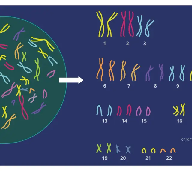 Ilustracja pokazuje, ile chromosomów ma człowiek: 23 pary, czyli łącznie 46.