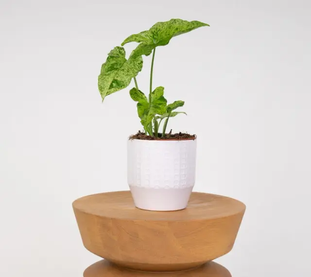 Syngonium Mojito z liśćmi w odcieniach zieleni i bieli, w białej doniczce na drewnianym stołku.