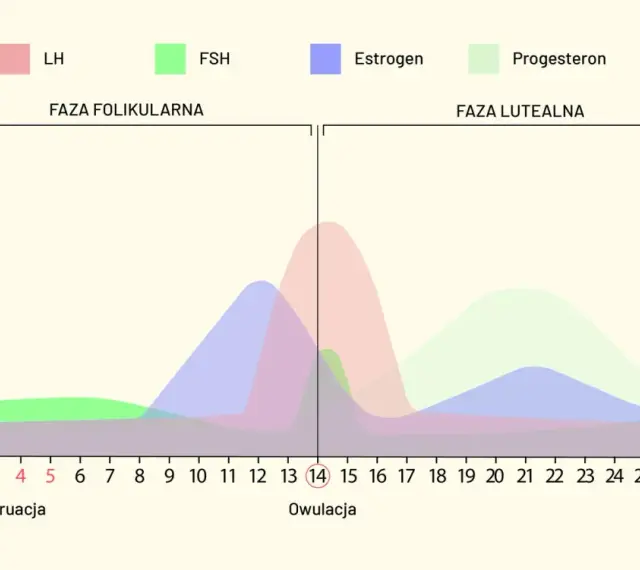 Wykres cyklu menstruacyjnego: poziomy LH, FSH, estrogenu i progesteronu. Owulacja następuje około 14. dnia, gdy komórka jajowa jest gotowa do zapłodnienia.
