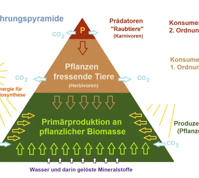Nahrungspyramide zeigt die nahrungskette: Produzenten (Pflanzen) ernähren Pflanzenfresser (Herbivoren), die wiederum von Raubtieren (Karnivoren) gefressen werden.