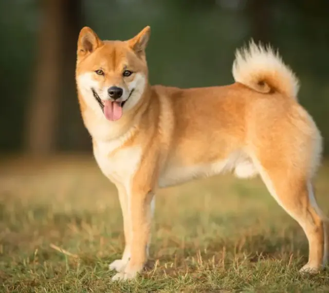 Uśmiechnięty shiba inu na trawie. Jego wielkość jest idealna do przytulania, a puszysty ogon dodaje mu uroku.