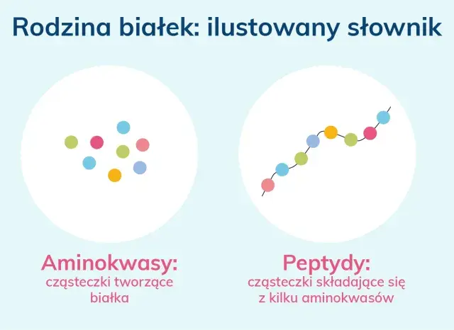 Ilustracja pokazuje, jak aminokwasy łączą się w peptydy, a następnie w białka.