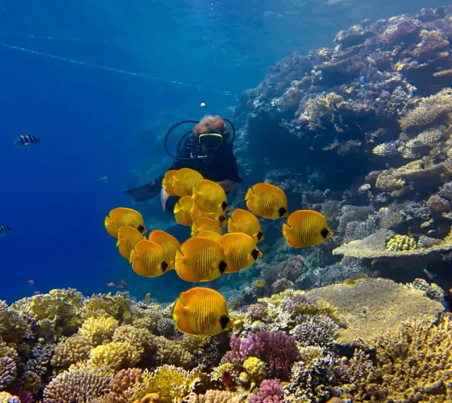 Nurka w otoczeniu ławicy żółtych ryb na rafie koralowej Marsa Alam.
