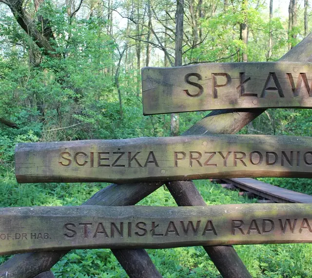 Drewniany drogowskaz "Ścieżka przyrodnicza Spławy" w lesie.