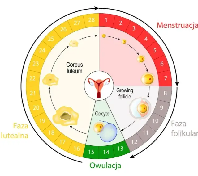 Cykl miesiączkowy: faza menstruacji, folikularna, owulacja i lutealna. Schemat pokazuje rozwój pęcherzyka, uwolnienie komórki jajowej i zmiany w ciałku żółtym.