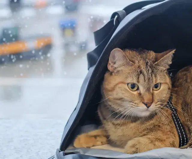 Kot w transporterze czeka na podróż. W tle widać lotnisko, a deszcz pada na szybę. To jego paszport dla kota na nowe przygody.