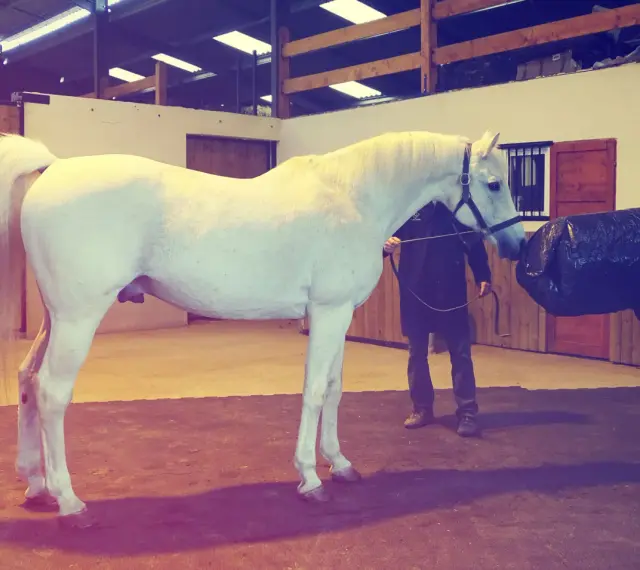 Un étalon blanc est préparé pour la collecte de sperme de cheval dans une écurie.