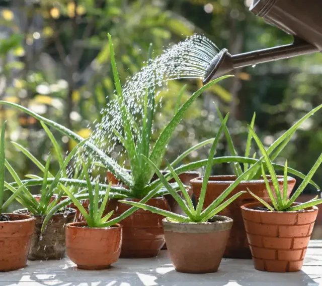 Aloes w doniczkach podlewa konewka. Zastanawiasz się, dlaczego aloes opada? Może potrzebuje więcej słońca lub mniej wody.