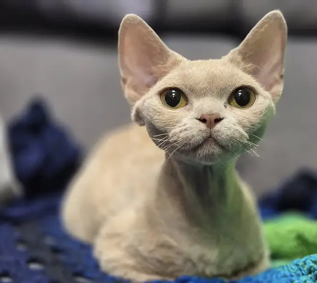 Uroczy kot rasy devon rex o wielkich oczach, z pewnością odzwierciedla swój łagodny devon rex charakter.