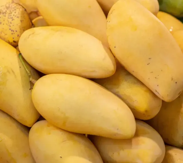 Stos dojrzałych, żółtych mango. Warto znać mango przeciwwskazania, zwłaszcza przy cukrzycy czy alergiach.