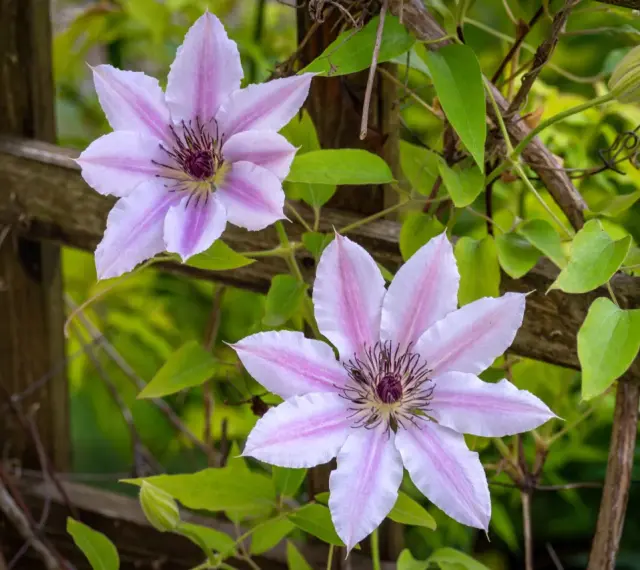 Dwa delikatne, różowo-białe kwiaty powojnika na tle drewnianego płotka. Widać pąk i zielone liście. Idealne warunki do clematis uprawa.