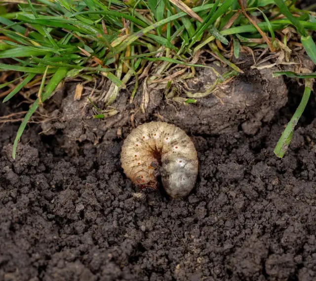 Pędrak, larwa chrząszcza, w ziemi pod trawą. Nicienie na pędraki mogą pomóc w walce z tym szkodnikiem.