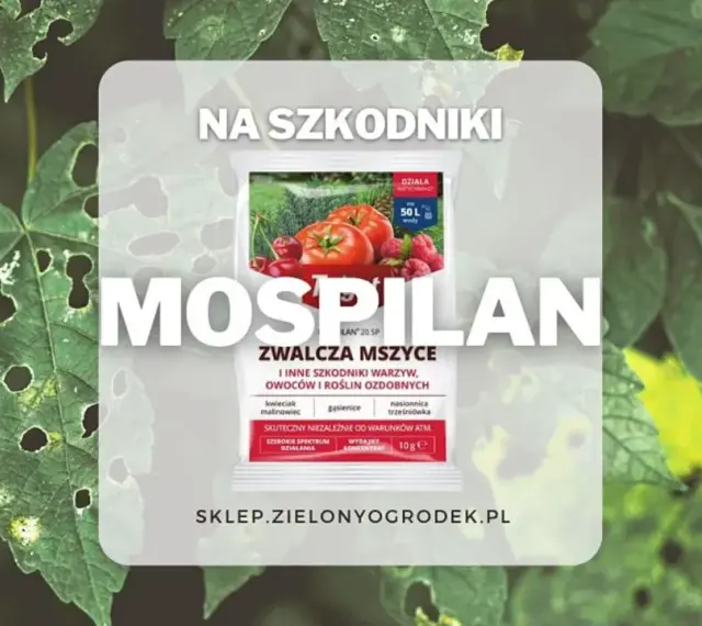 Opakowanie środka Mospilan na tle zielonych liści z dziurami.