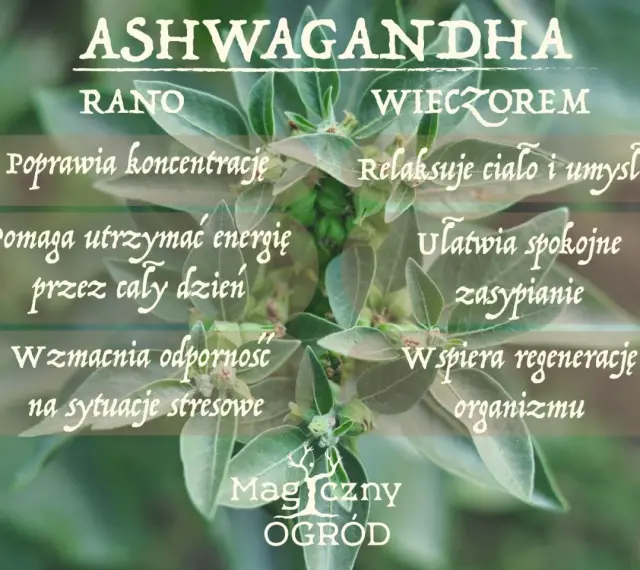 Ashwagandha rano poprawia koncentrację, wieczorem ułatwia zasypianie. Kiedy brać? Zależnie od potrzeb!