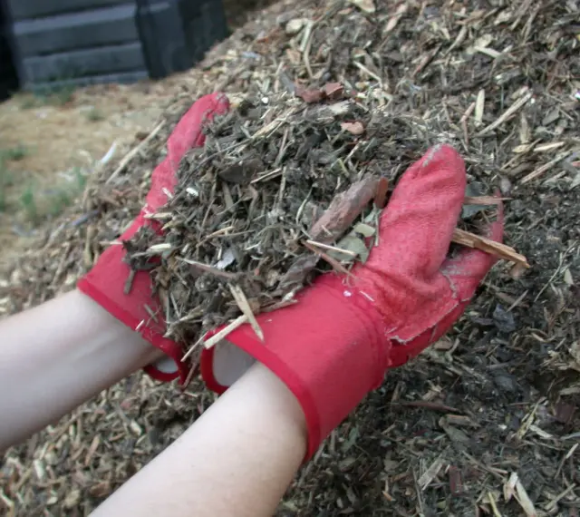 Ręce w czerwonych rękawiczkach trzymają garść materiału, który posłuży jako mulcz.