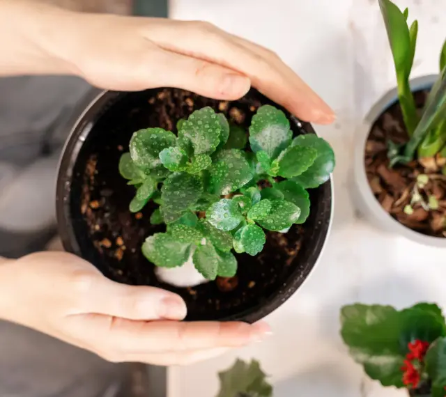 Zielone liście kalanchoe, pokryte kropelkami wody, czekają na ponowne kwitnienie.