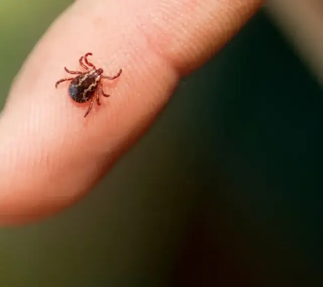 Mały, ciemny pajęczak, zdrapany kleszcz, siedzi na opuszce palca.