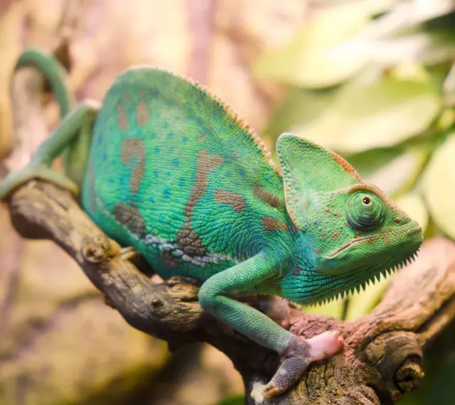 Zielony kameleon z brązowymi plamami siedzi na gałęzi. Zastanawiasz się, ile żyje kameleon? Ten osobnik wygląda na zdrowego i pełnego życia.