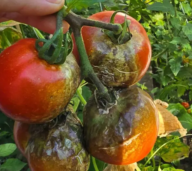 Grudki na pomidorach, objawy chorób pomidorów. Zgnilizna i plamy na dojrzewających owocach.