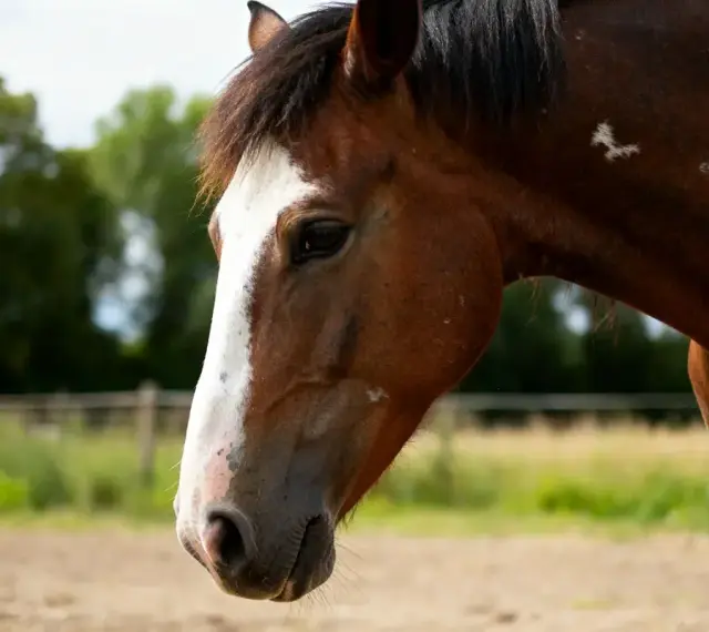 Profil d'un cheval brun avec une large liste blanche sur le nez. Il est dans un pré, le crépuscule approche.