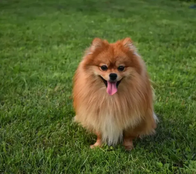 Uroczy szpic pomeranian z gęstą, rudą sierścią siedzi na trawie, merdając językiem. Czy szpic ma włosy czy sierść? Zdecydowanie sierść!