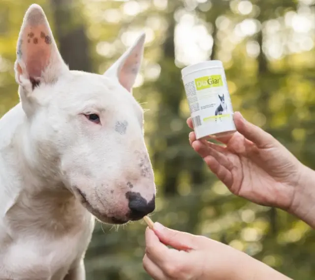 Biały bull terrier dostaje smakołyk, który może pomóc w walce z lamblią u psa.
